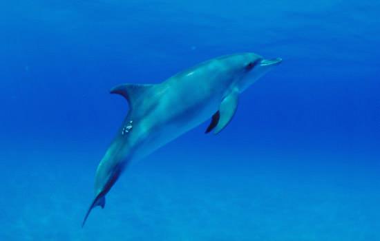 Dolphin frolicking in Bimini waters