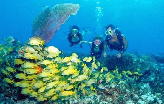 Diving the Bimini reefs
