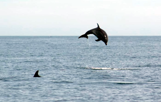 Dolphins leaping in the waters off Isla San Jose