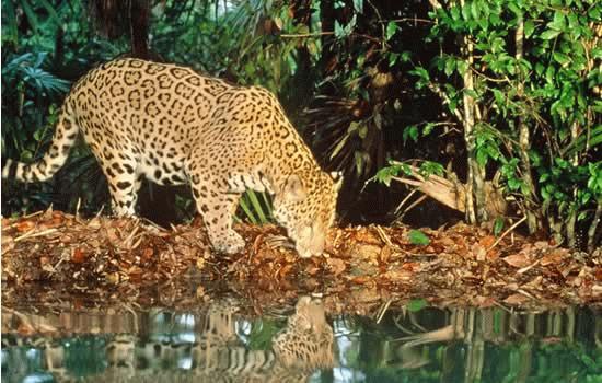 Jaguar drinking from pond at the Belize Zoo