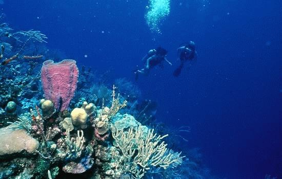 Diving the world's second largest barrier reef