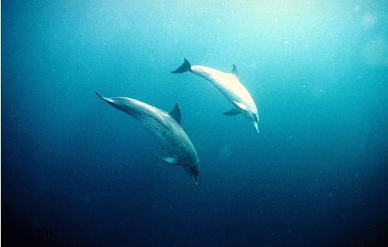 Bottle nose dolphins at Coco Caye off Placencia