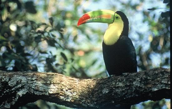 More than 540 species of exotic birds roam Belize