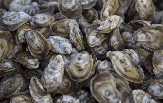 Blue crabs are the specialty in Chesapeake Bay