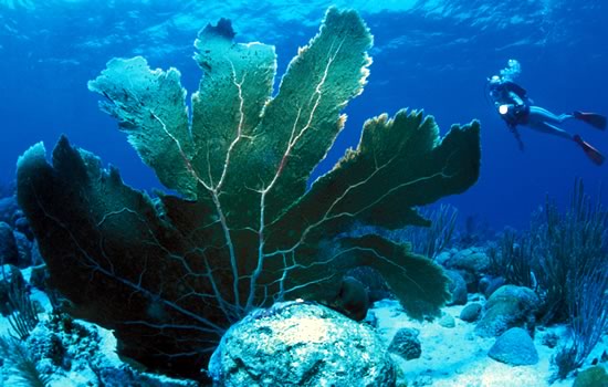 Great diving at the Cousteau Underwater Park