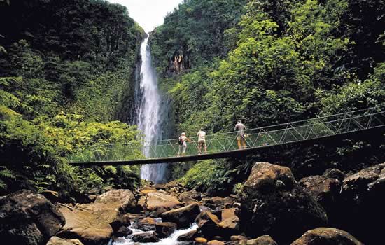 Explore the tropical rainforest