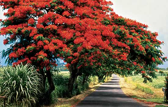 Beautiful landscapes throughout the Guadeloupe islands