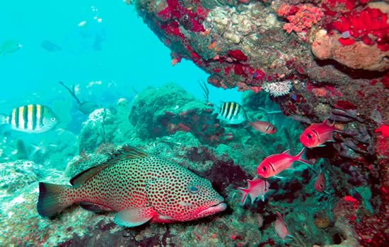 Watch groupers and other wildlife under the sea