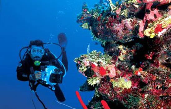 Discover some of the best diving in the world