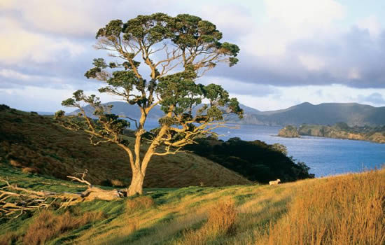 Urapukapuka, New Zealand