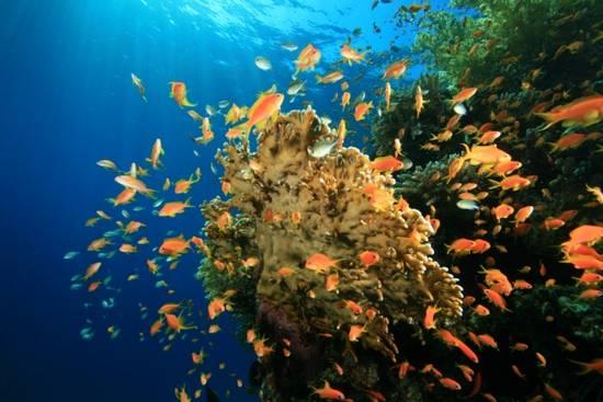 In Panama, sea life blossoms in a colorful explosion