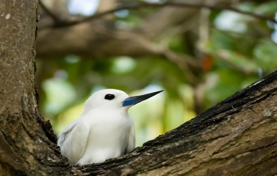 Cousin island bird sanctuary