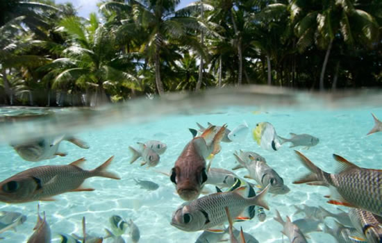 Unique fishes under the clear waters of Tahiti