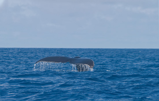 Spot a whale near Vakaeitu
