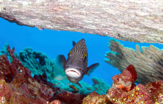 Diving at Hunga island